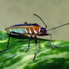 Cotton Stainer