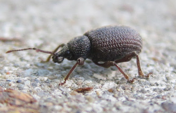 Spotting Image 1