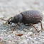 Black Vine Weevil
