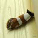 Banded Concealer Moth
