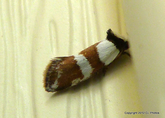 Spotting Image 1