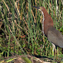 Rufescent Tiger Heron