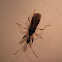 Long-necked Seed Bug