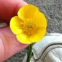 Buttercup 