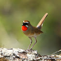 Siberian Rubythroat