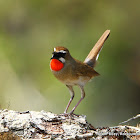 Siberian Rubythroat