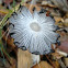 Harefoot Mushroom