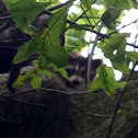 Baby raccoon