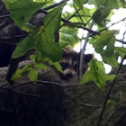 Baby raccoon
