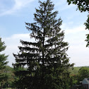 Norway spruce