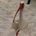 White ibis