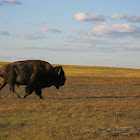 Bison