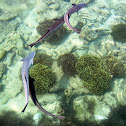 Remora