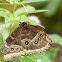 Blue Morpho