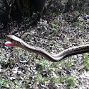 Common garter snake
