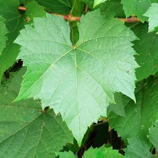 Rice, Raisins and Pine nuts Stuffed Grape leaves with Yogurt Sauce