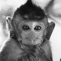 Long-tailed Macaque