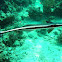 Remora