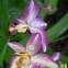 Spathyglottis