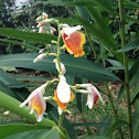 Shell ginger