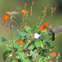 Loten's Sunbird