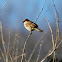 House Sparrow