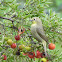 Cape White-eye (Glasogie)