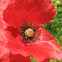 Papaver