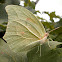White-angled Sulphur.
