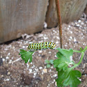 Black Swallowtail Caterpillar