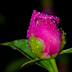 Pink/Red by Luc Belisle - Nature Up Close Flowers