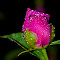 LB50 (1 of 1)-4.jpg