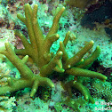 Stony Coral