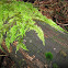Moss