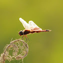 Carolina Saddlebags