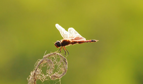 Spotting Image 1
