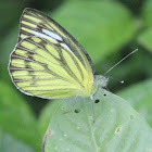 Common Gull Butterfly