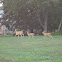 White-Tailed Deer