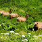 Roosevelt Elk