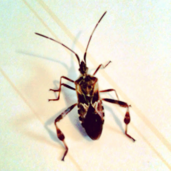Spotting Image 1