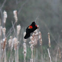 red-winged blackbird