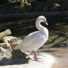 Coscoroba Swan