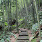 Giant Bamboo forest