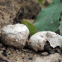 Puffball Mushroom