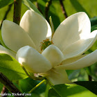 Sweetbay magnolia