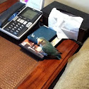 Lovebird