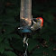 Red-bellied Woodpecker