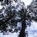Pine, Pino