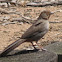 California Towhee