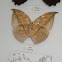 leafwing butterfly